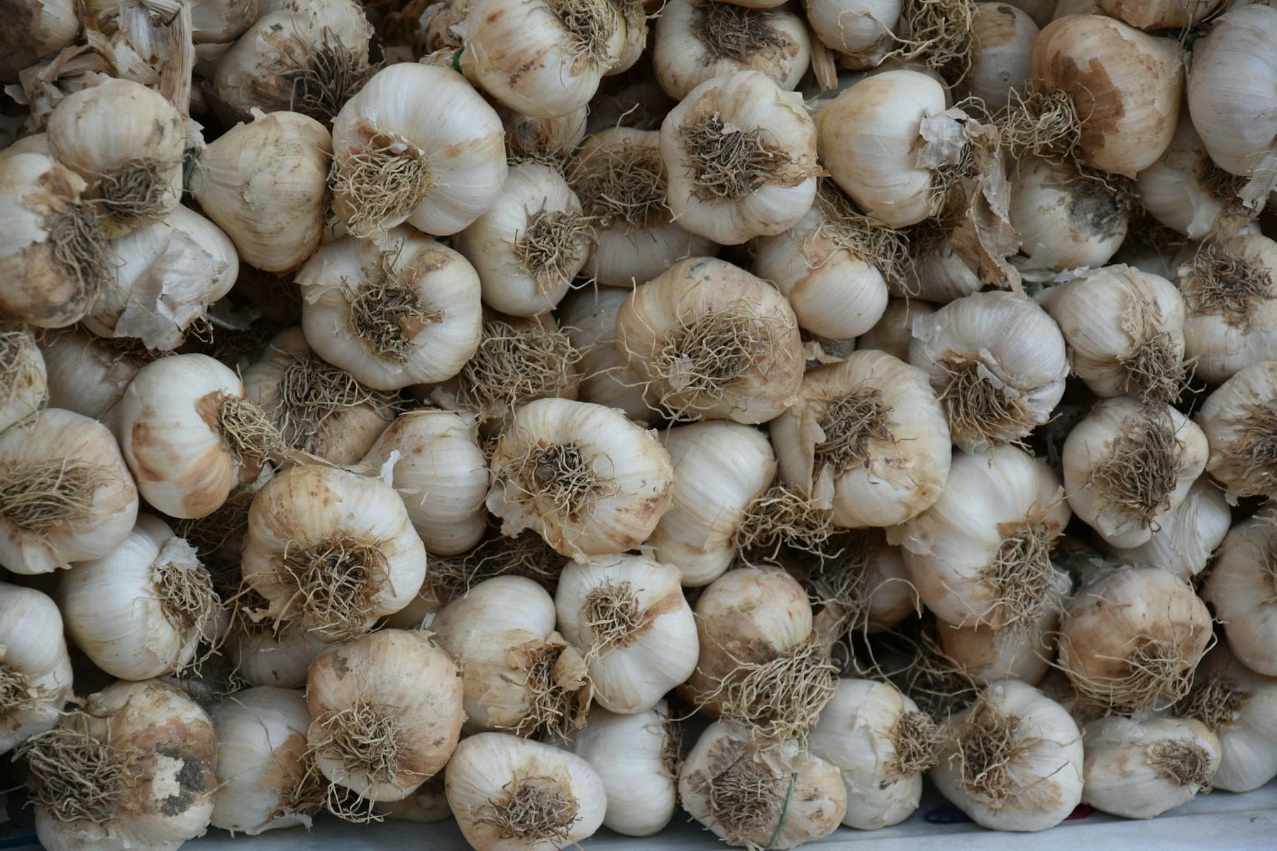 A heap of freshly harvested garlic bulbs with their roots still on