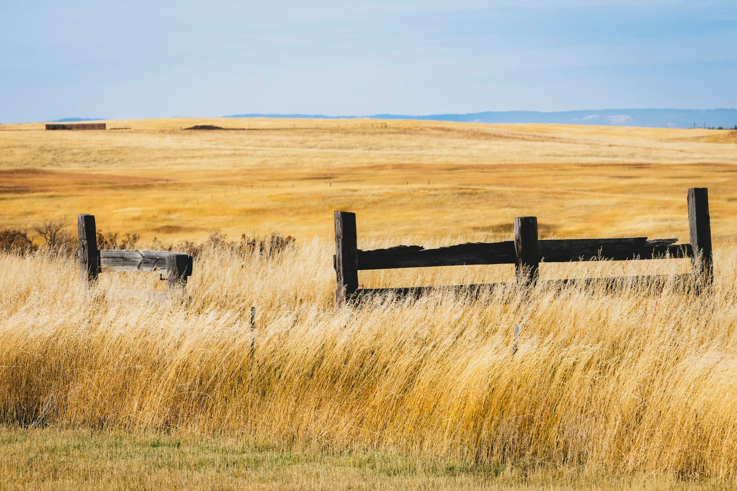 A weathered fence line running through golden grass